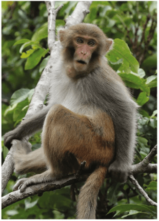 中国猕猴基因组的长读组装和类人猿特异性结构变异的鉴定