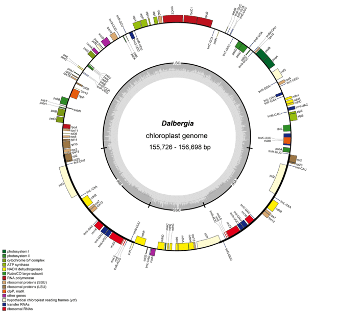 达伯吉亚物种的完整叶绿体基因组序列的表征及其系统发育意义