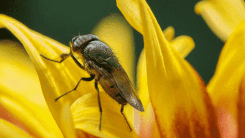 基因突变显著延长果蝇寿命