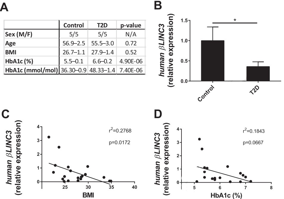 β11C2和β111的表达水平在喂养高脂饮食和DB / DB小鼠中的小鼠的胰岛中修饰。