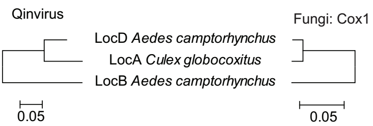 Wilkie Qin样病毒的匹配树拓扑和一组真菌（Cox 1基因）在三个蚊子池中发现。