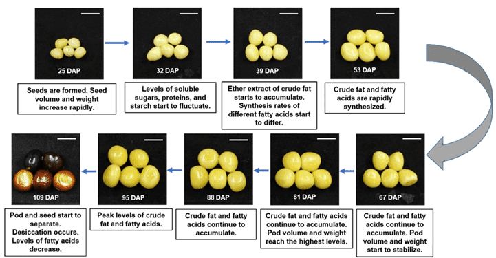 牡丹(P. ostii)种子转录组和蛋白质组数据的综合分析揭示了与油脂生物合成和脂肪酸代谢相关的关键发育阶段和候选基因