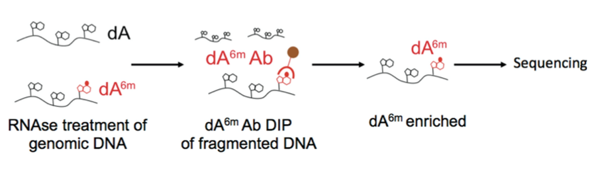 6mA DNA免疫沉淀的插图