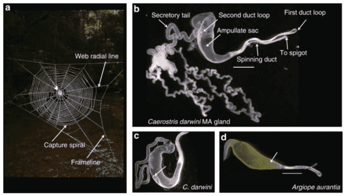 达尔文的树皮蜘蛛丝腺的转录组预测蛋白质有助于拖拉丝绸韧性