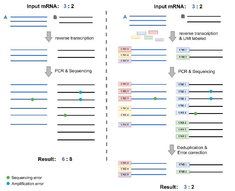 转录组测序和UMI-RNA-欧宝体育官网网址SEQ