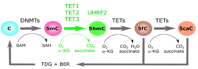 5MC / 5HMC：胞嘧啶甲基化循环