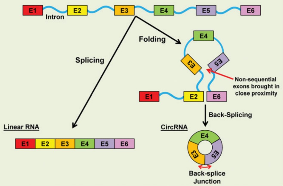 Circrna Biogenesis（Fischer＆Leung 2016）