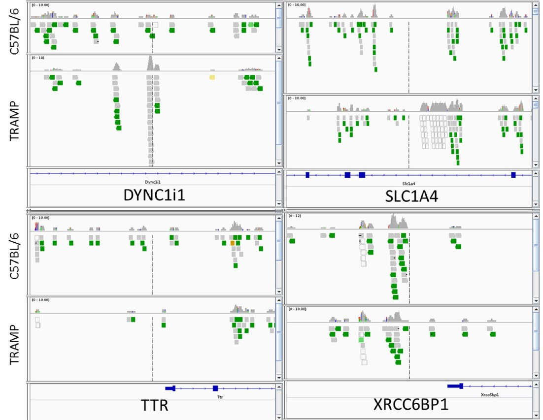 综合基因组学观察对齐的读取对准读取的分布对四个靶基因的参考基因组，DYNC1i1，SLC1A4，XRCC6BP1和TTR。