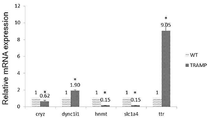Cryz，Dync1i1，HNMT，SLC1A4和TTR中MiRNA表达的比较宽型和流浪小鼠前列腺样品中的TTR