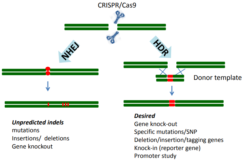 下一代测序验证您的CRISPR 欧宝体育官网网址/ CAS9编辑