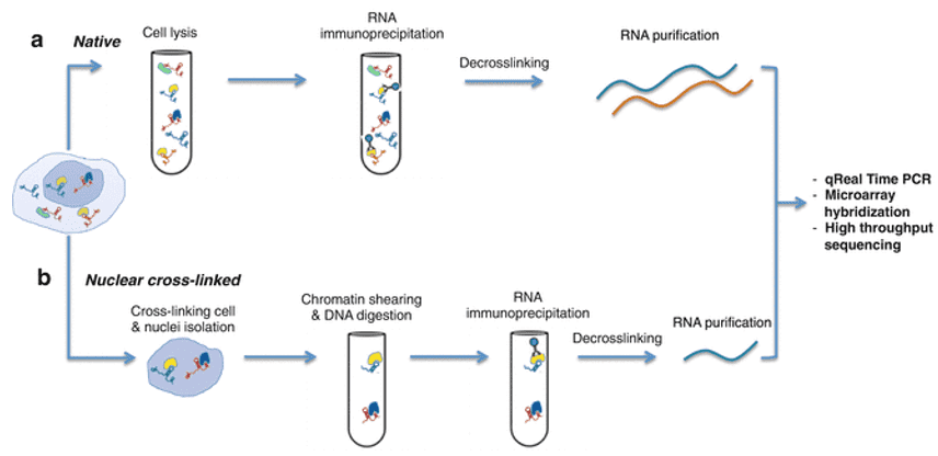 RNA免疫沉淀序列协议工作流程。欧宝体育官网网址