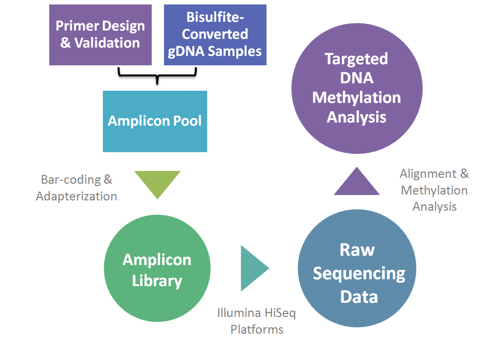 KSP基因分型程序的工作流程图